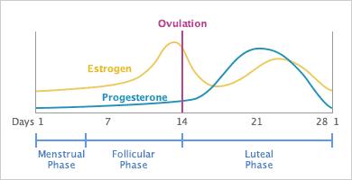 Velg rett tidspunkt i menstruasjonssyklusen for å ta blodprøver